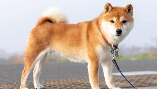 Shibu